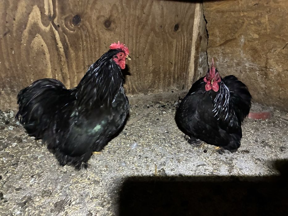 Cocosi cochinchina pitic