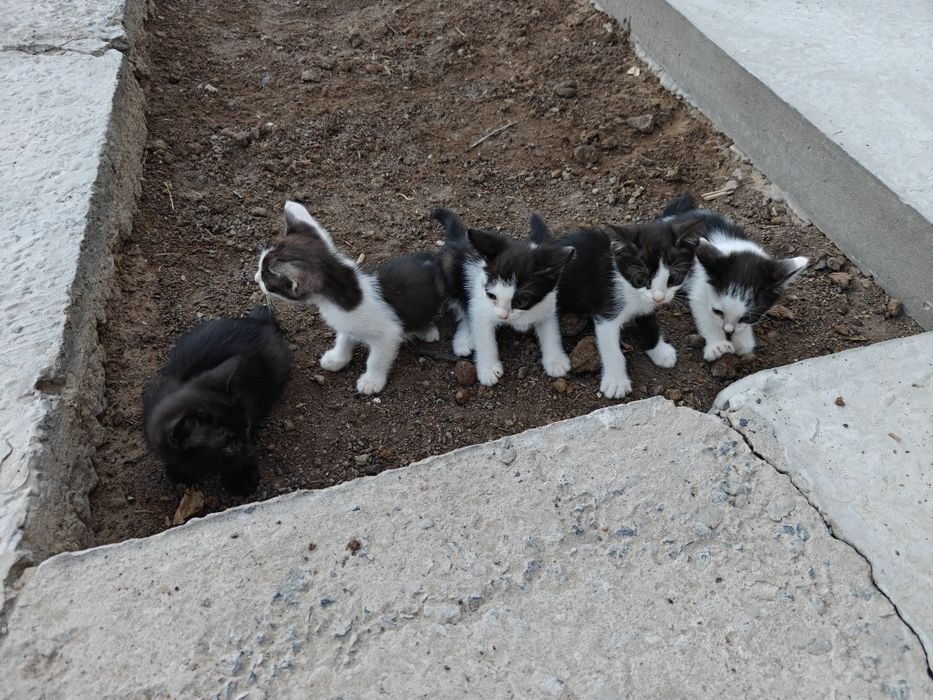 Отдам котят бесплатно