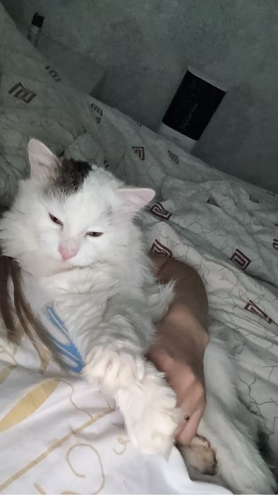 Отдам кота , на передержке