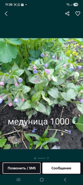 Продам цветы кустарники