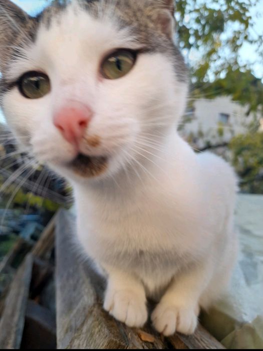 Подаряват се котета