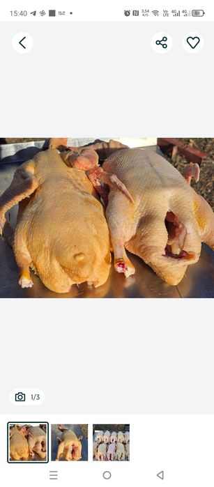 Гуси домашние резаные