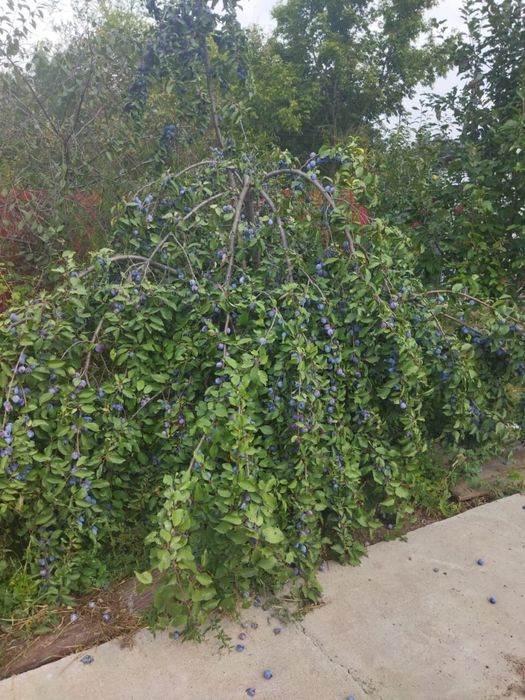 Продам частный дом