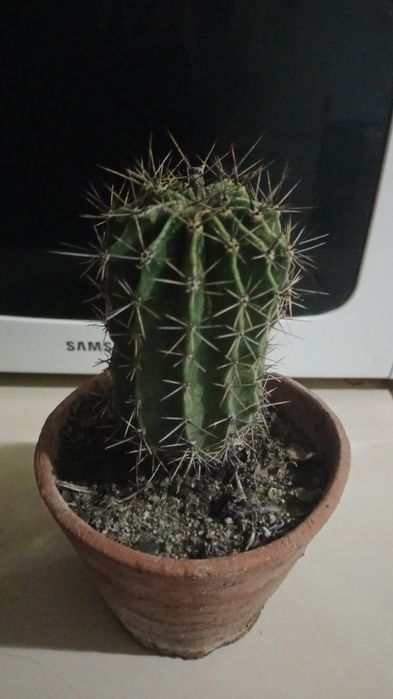 Продам домашнии цветы