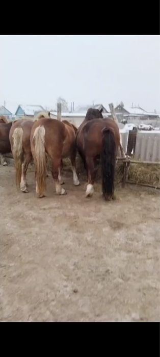 Продаются кобылки