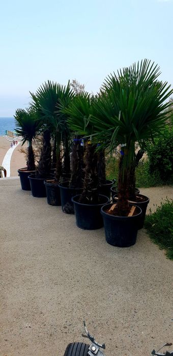 Palmierii rezistenți la îngheț toate dimensiunile