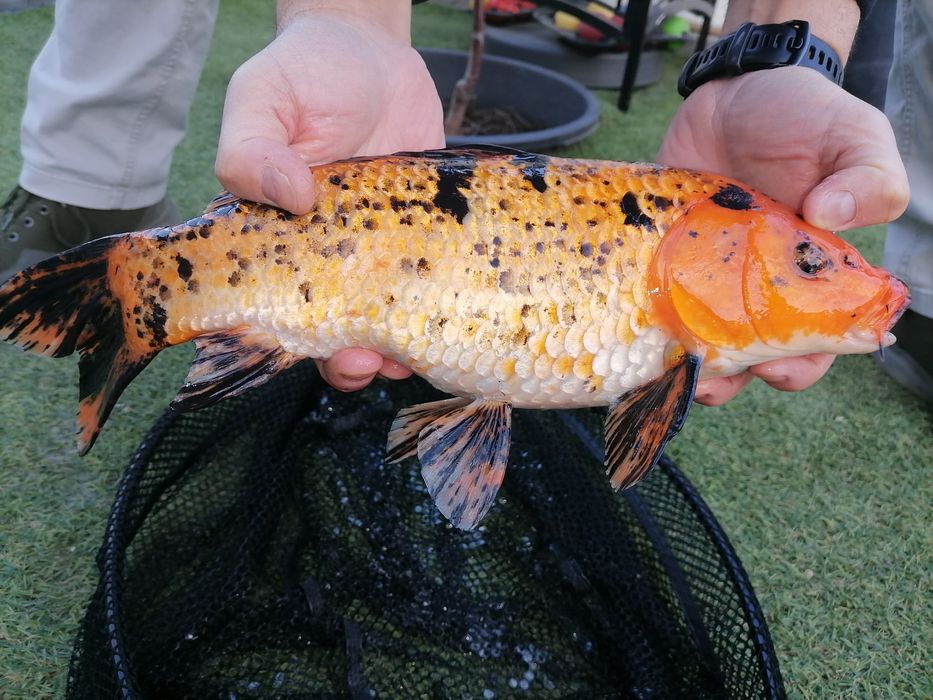 Crap KOi 30-35cm
