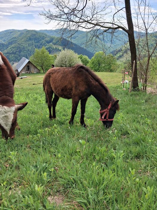 Vând Ponei mascul