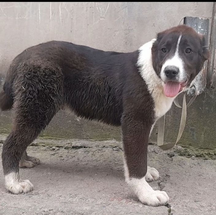 Породные щенки алабая