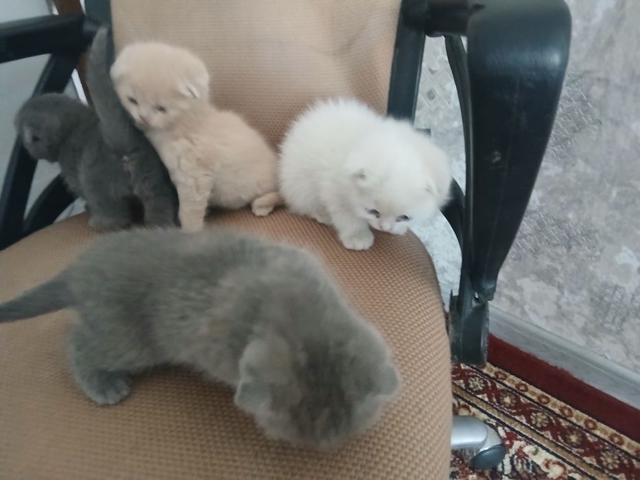 Mushuk bolalari zotdor