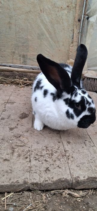 Iepuroaica fluture german