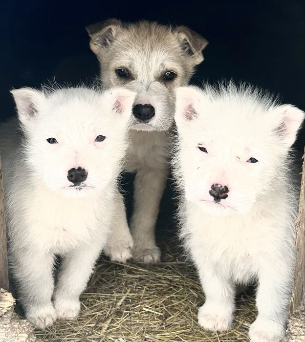 Щенки в добрые руки