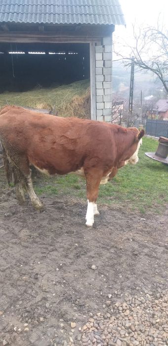 Vaci de vanzare, Sălaj, Notig