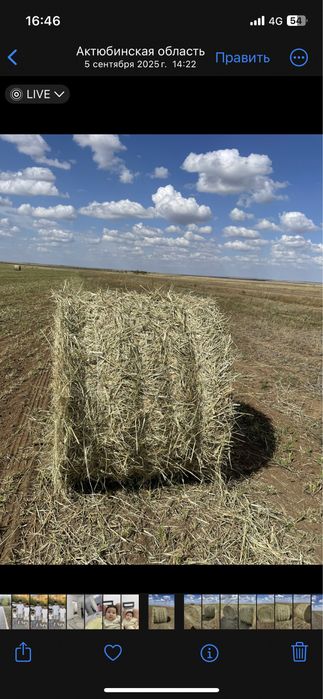 Продам суданку этого года укос