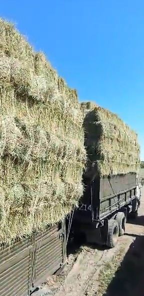 Шөп! Сено в тюках и рулонах