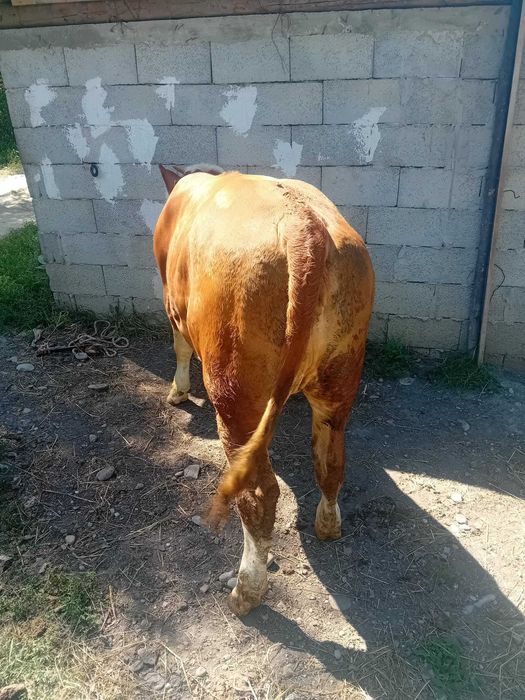 Vând junică  balțată românească 10 luni