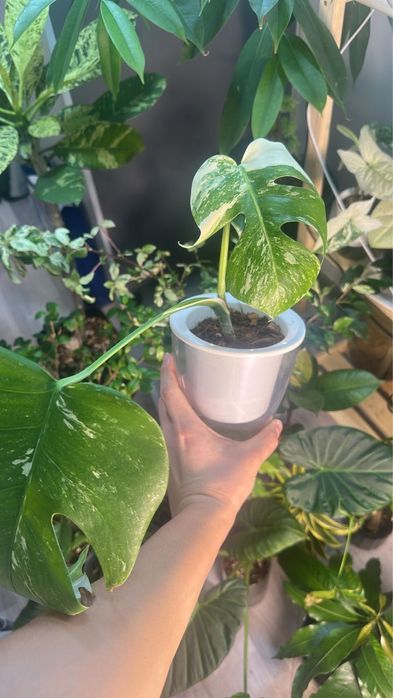 Продажа комнатных растений