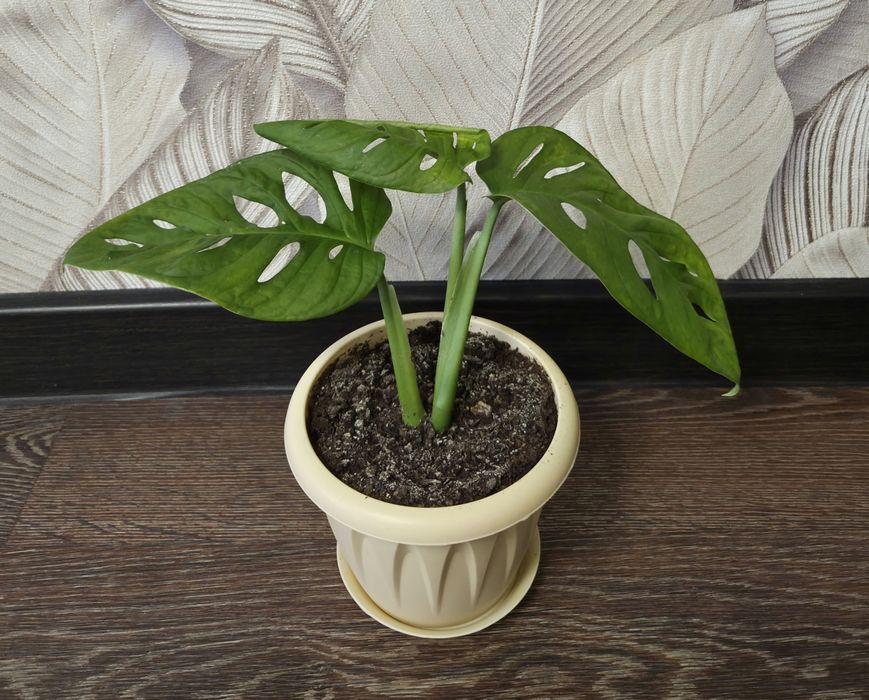 Продам комнатные растения.