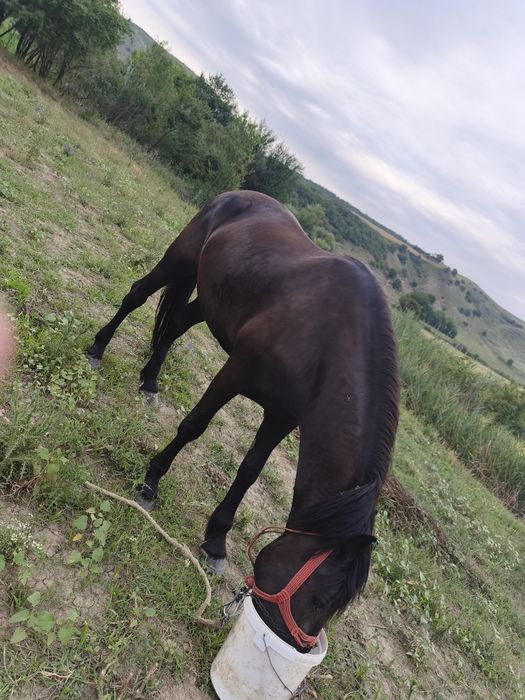 Vînd iapă de 3 anii blîndă iapa nu zvîrle ie cuminte trage foarte bine acest ori ce probă