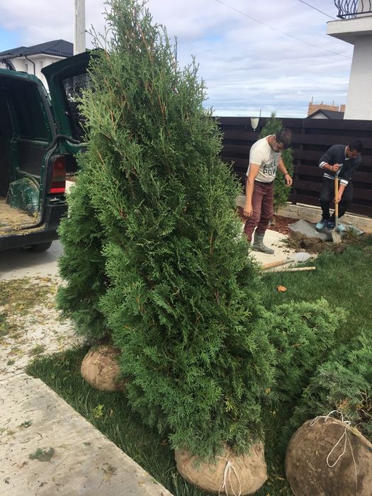 Tuia Smarald / Chiapros Leylandii Gard Viu