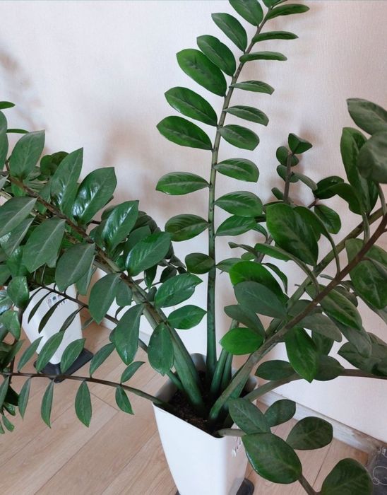 Цветок замиокулькас