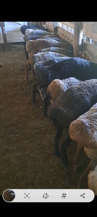 Кошкар Продам жирный