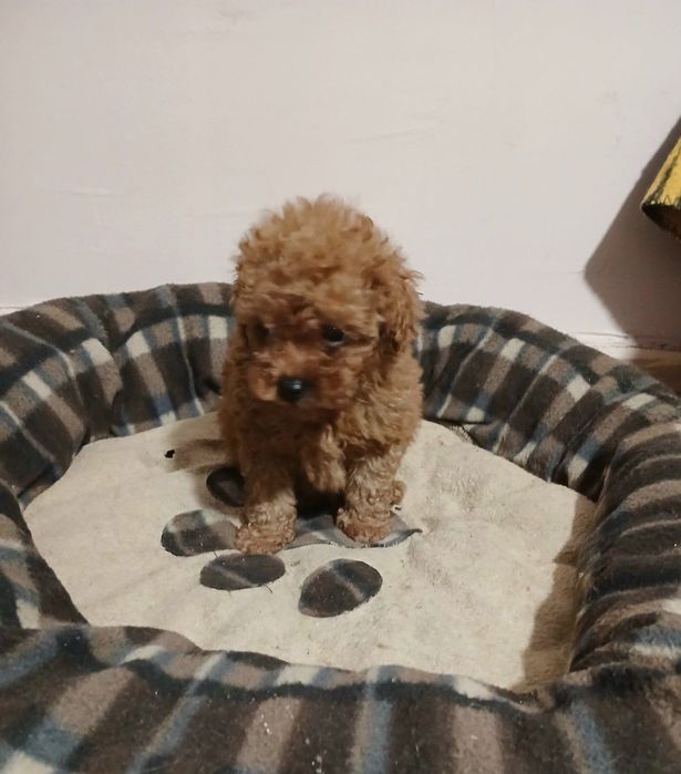 Пудел той/ he  poodle