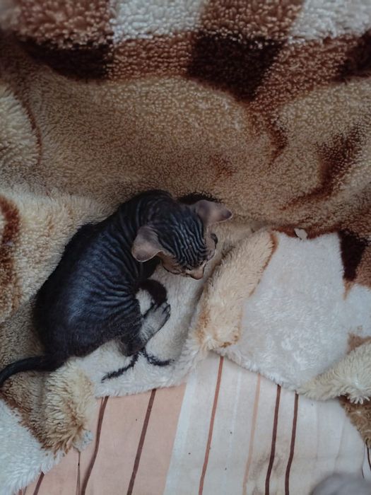 Донские котята сфинкс
