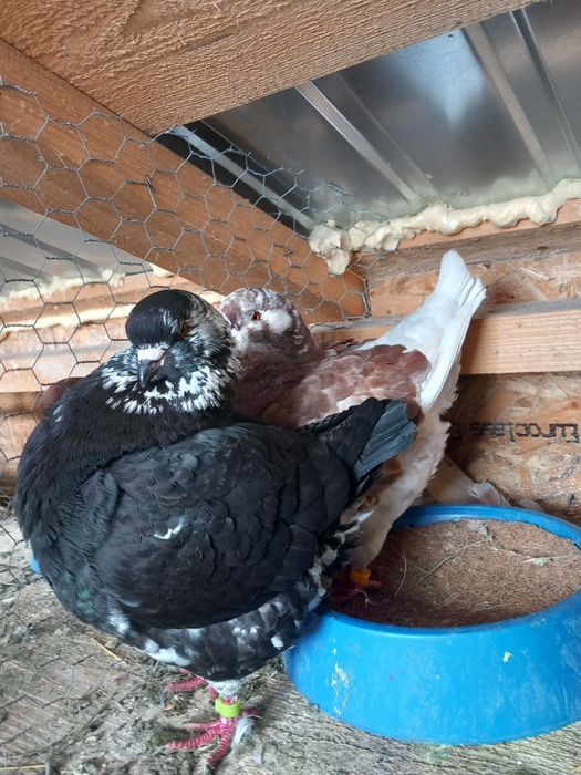 Porumbei kingi linia noua