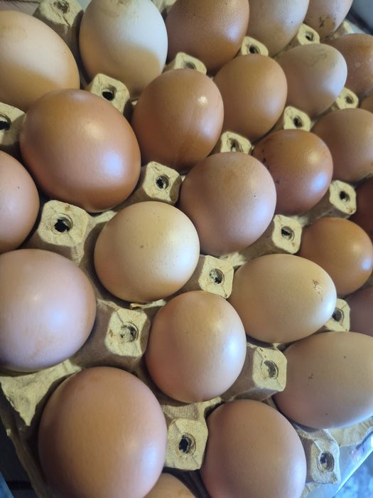 Oua proaspete de vânzare