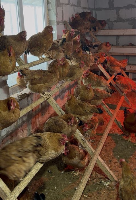 Инкубационные яйца Кучинский