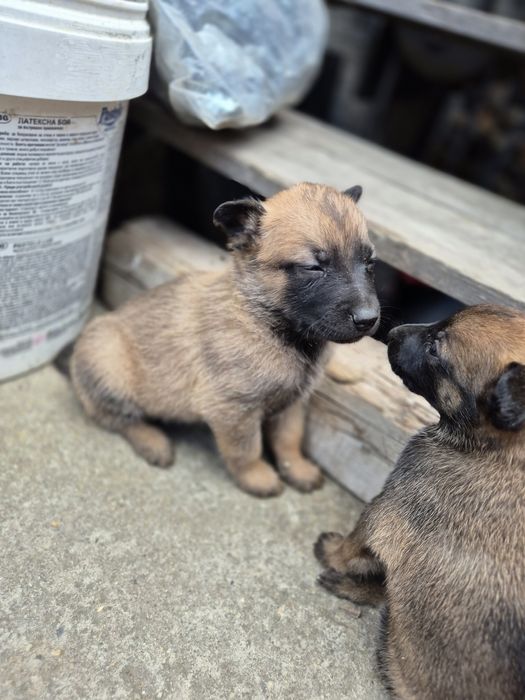 Белгийска овчарка Малиона