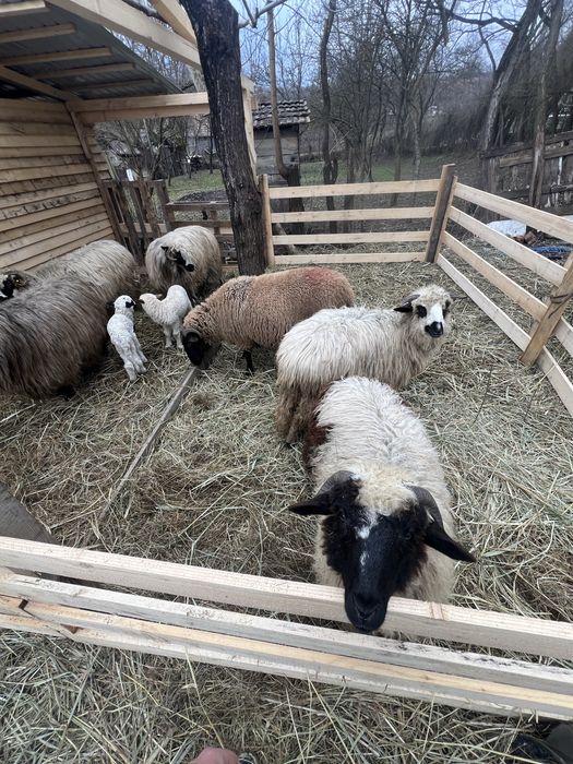 Vand 6 oi tinere din care 3 cu miei si una dea fata