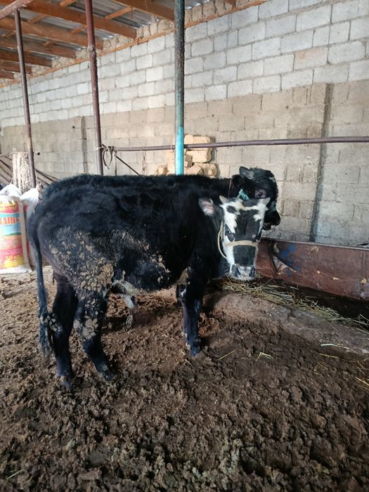 Буқалар сатылады