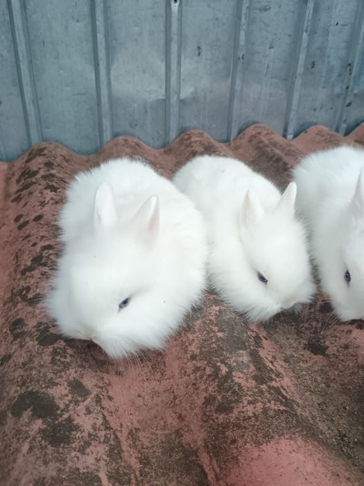 Oferta de Crăciun cap de leu cu ochii albaștrii și berbec pitic