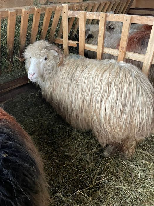 Vand oaie bela cu mel langa ea