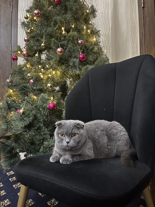 Кошка сатылуда срочно