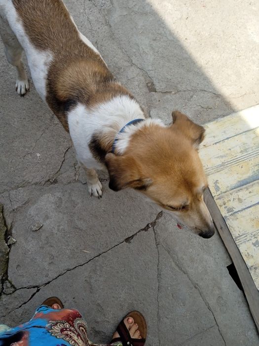 Отдам в добрые руки