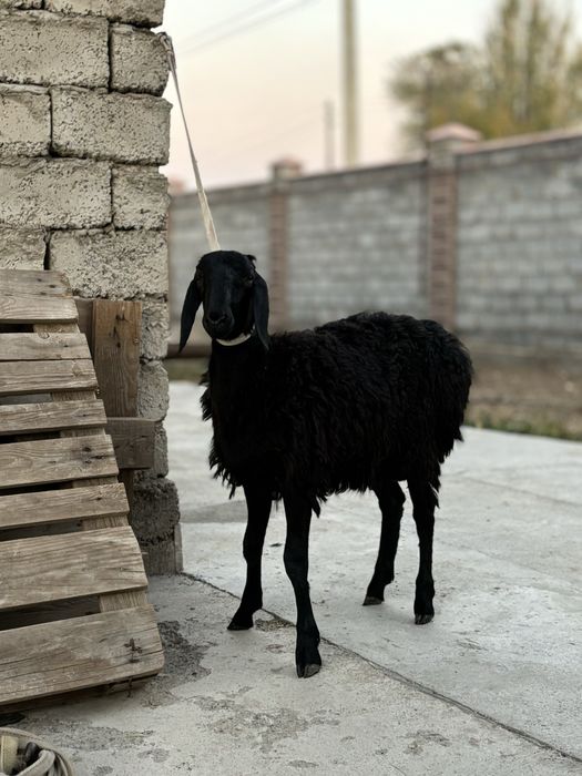 Қозы қошқар сатылады