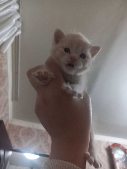 Scottish strayt 2 yarim oylik