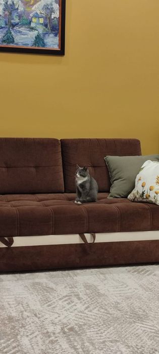 Отдаем котенка в хорошие руки