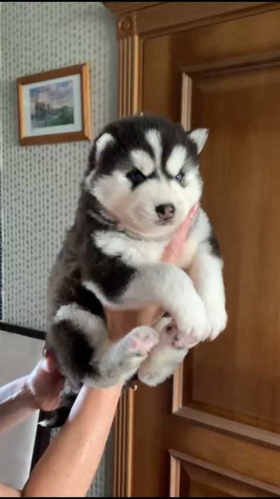 Голубоглазый хаски