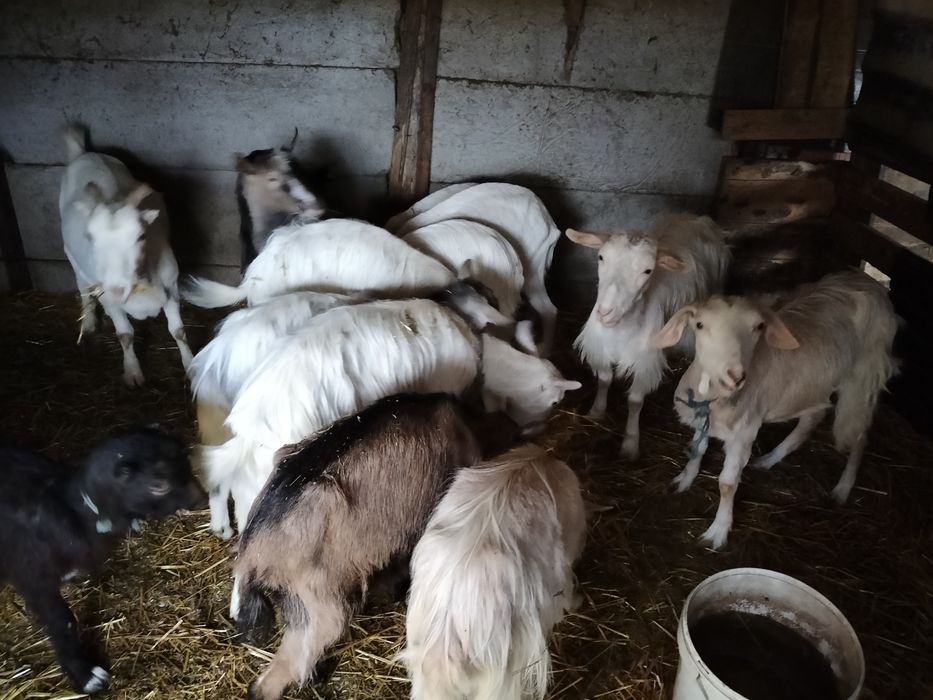 Vând capre gestante