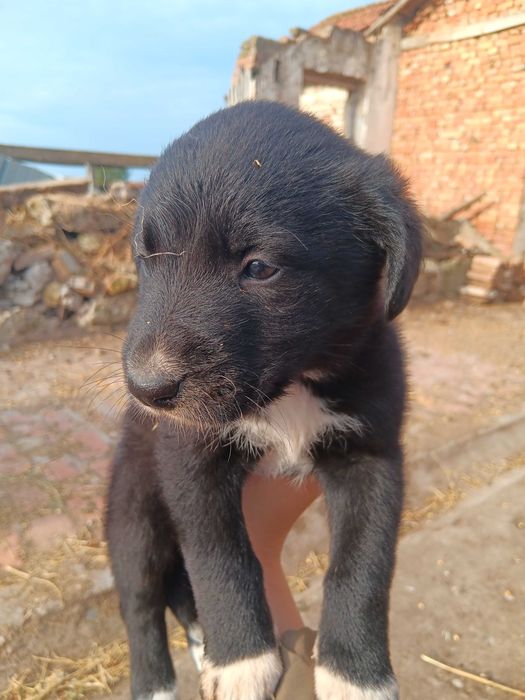 Подарявам кученца