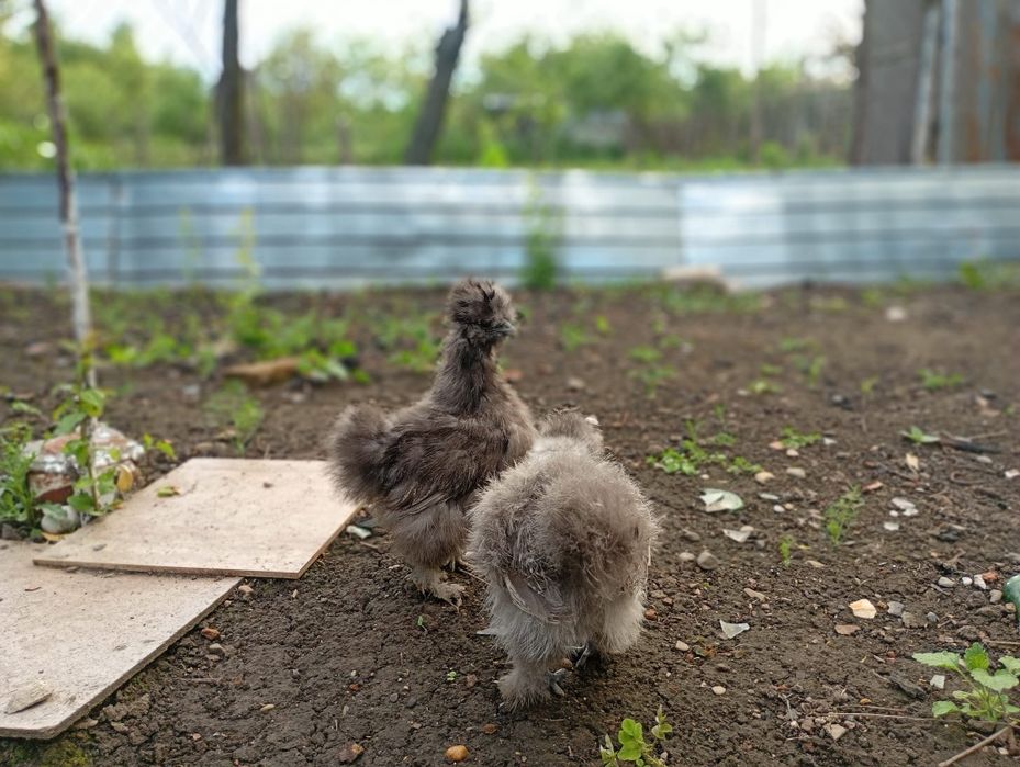 Silkie, mătase japoneză !
