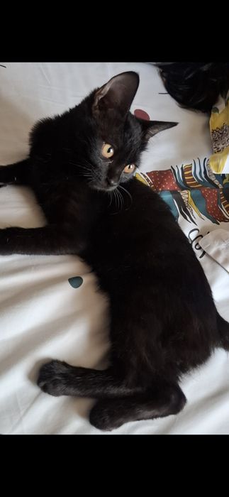 Кошечка бомбейская 4 месяцев