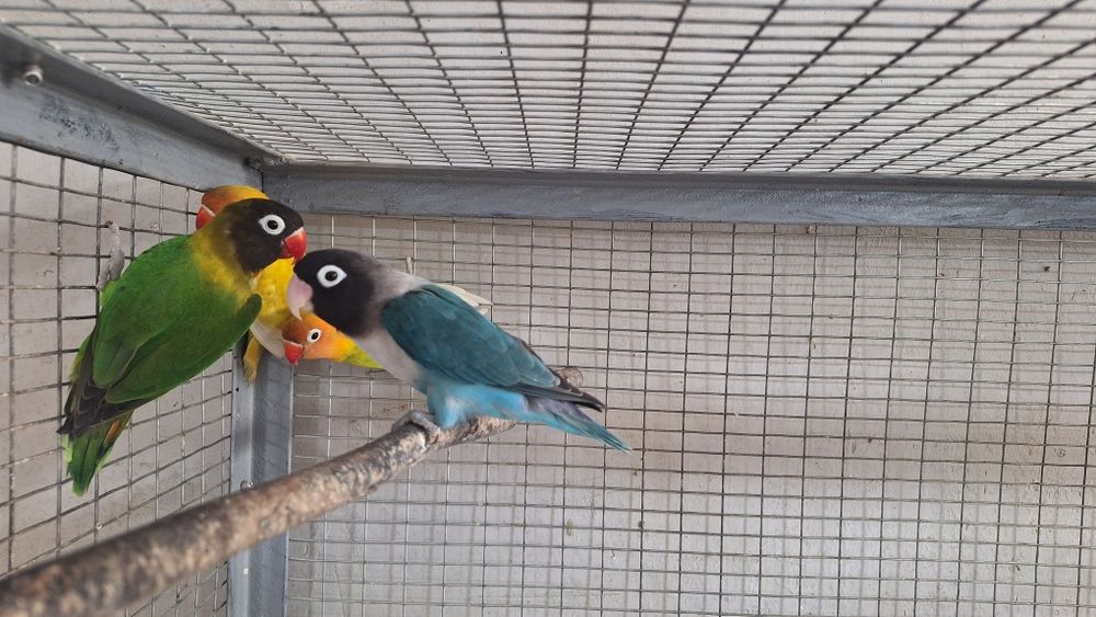 Попугаи неразлучники