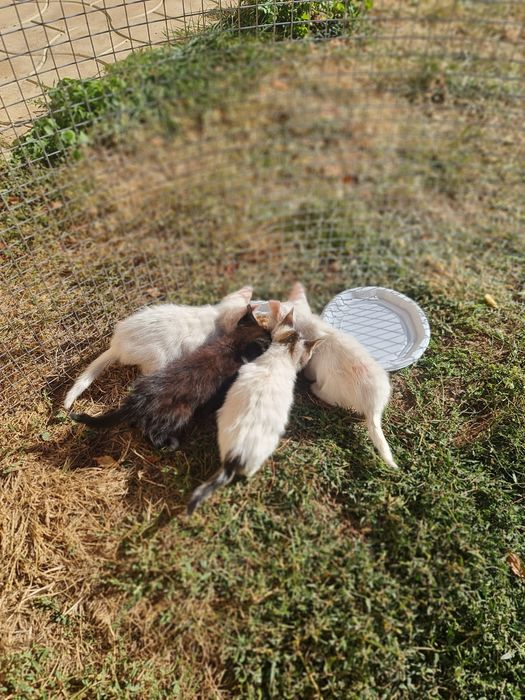 Donez/ofer spre adopție  pui de pisica