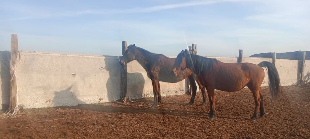 Жалқы, бие, тай сатамыз