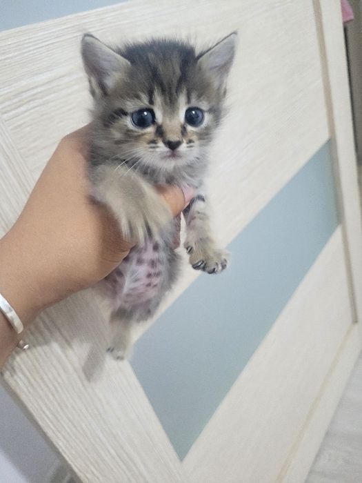 Отдаём котят в добрые руки